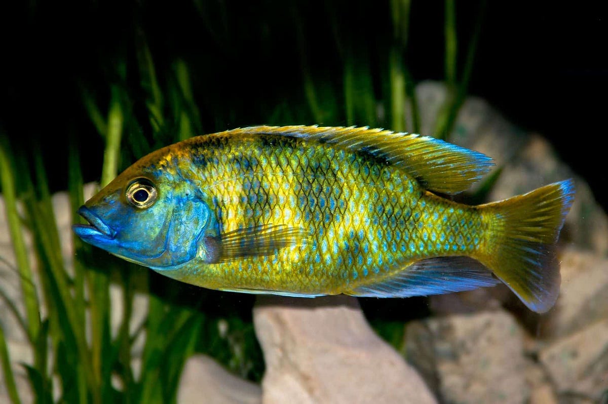 giraffe cichlid fish