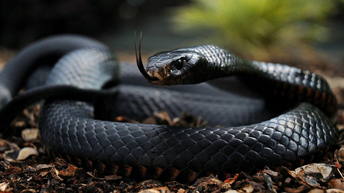 A Deadly Venomous Black Mamba Snake Startled Me in South Africa | by Klara  Jane Holloway | Globetrotters | Medium