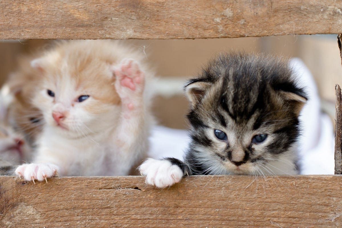 No, I Don’t Sell Kitten Britches. If only uniting the world were as