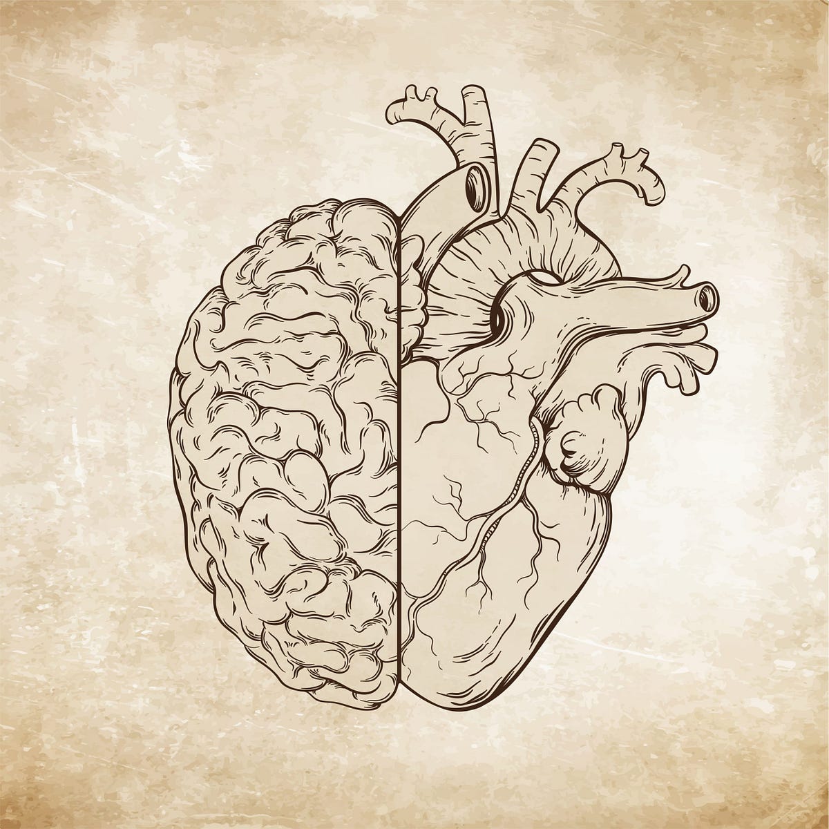 Сердце и мозг картинки
