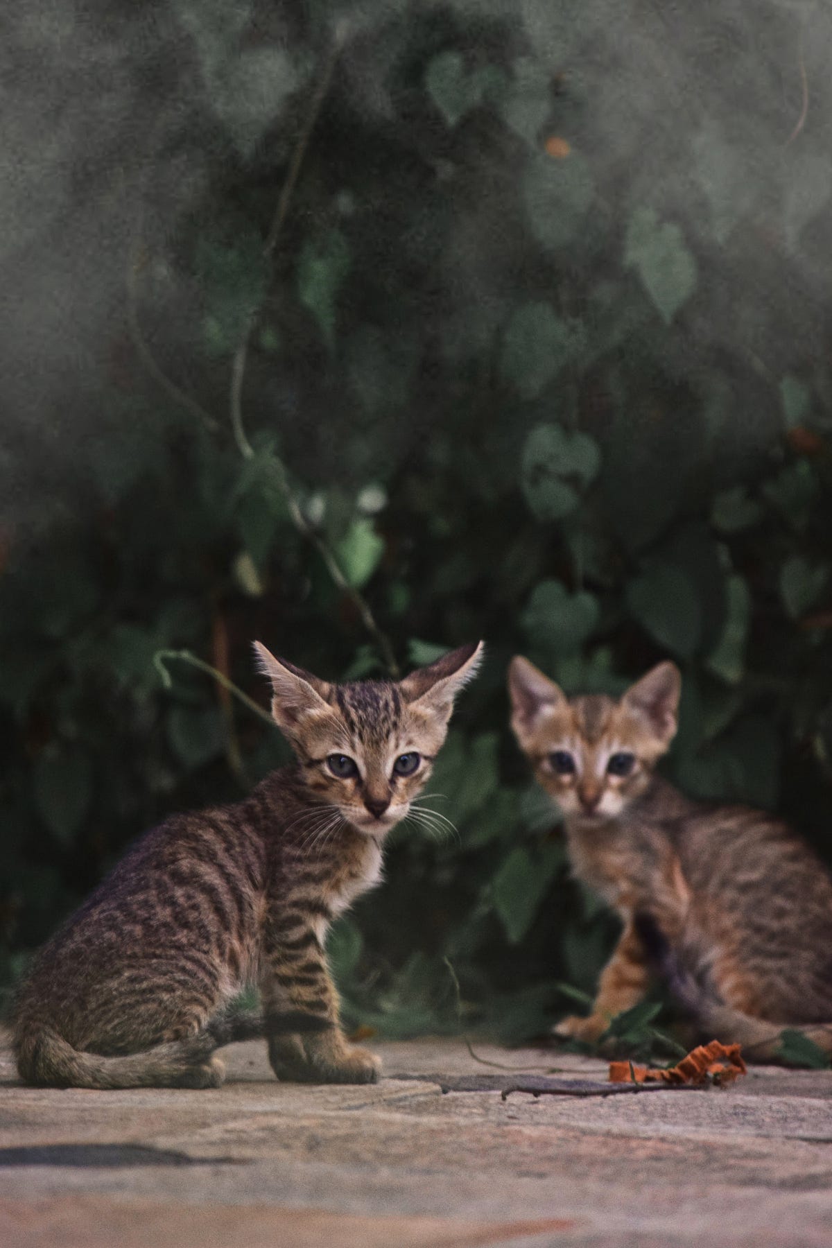 Fifteen Cats And Some Casts. Breaking up the day by Anthony Lawrence