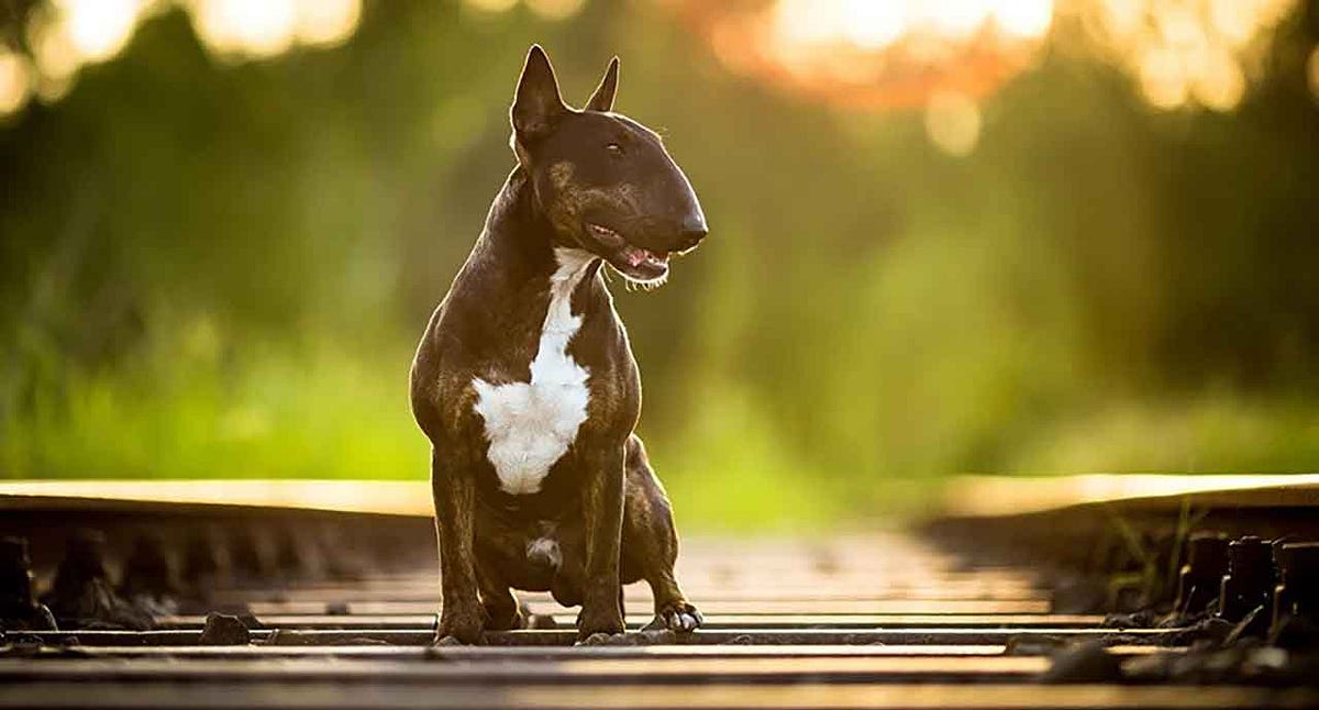 Bull Terrier — Facts and Personality Traits Pets Feed by Pets Feed