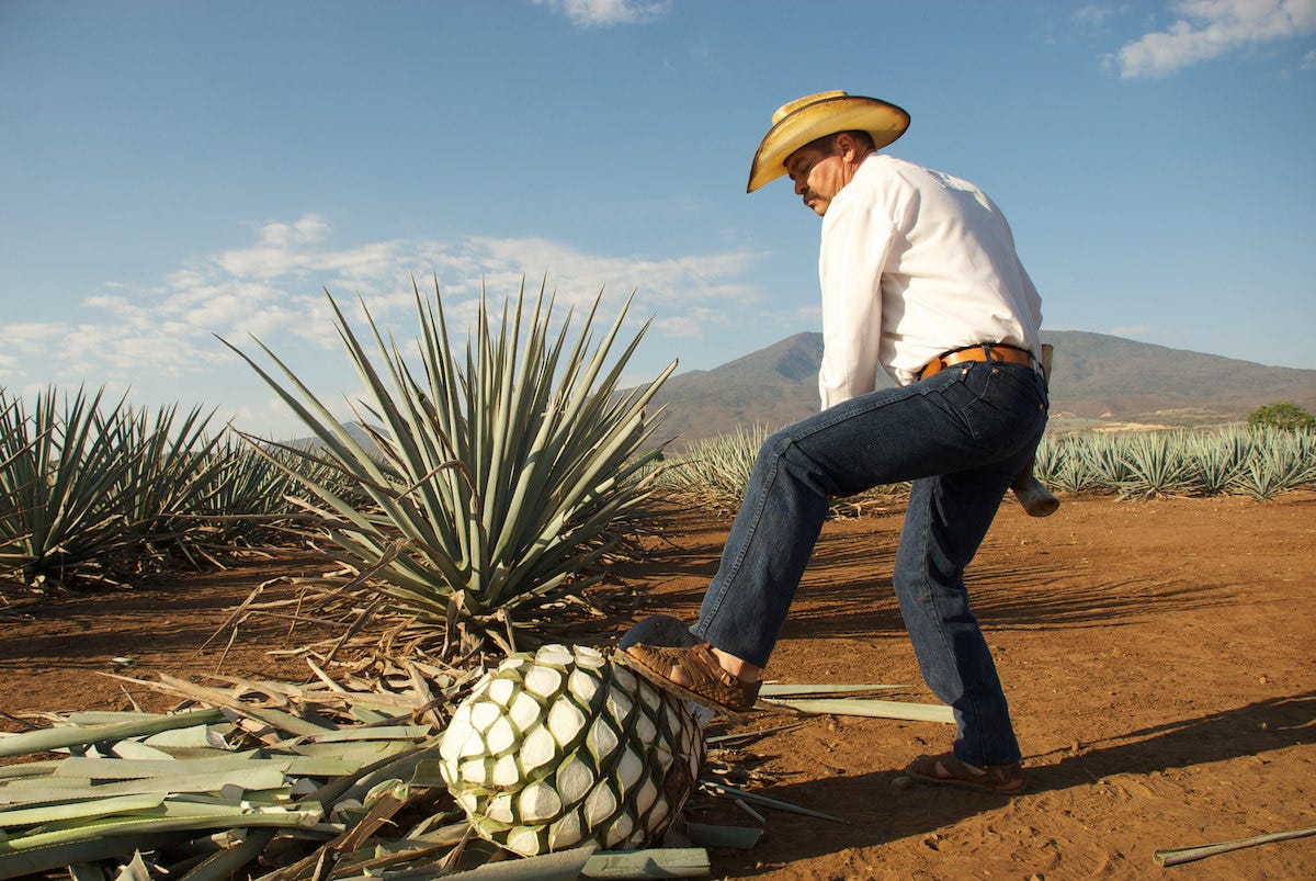 mezcal-y-tequila-principales-diferencias-entre-2-destilados-mexicanos