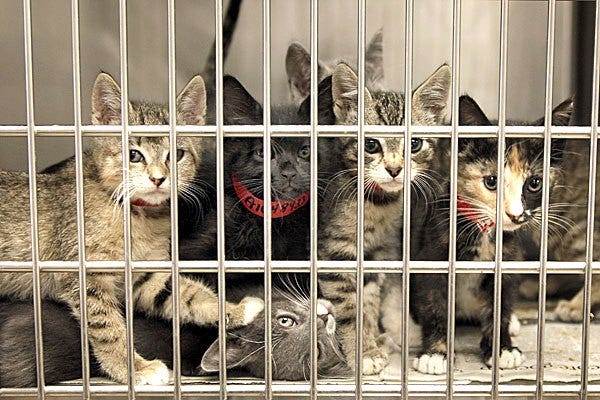 Find Animal Shelter Near Me And Animal Shelter Locations By Kamal Medium