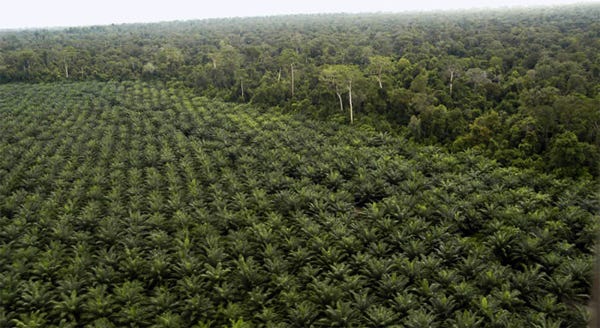 Financing for palm oil sector remain significantly important to establish, maintain and replant their oil palm plantations
