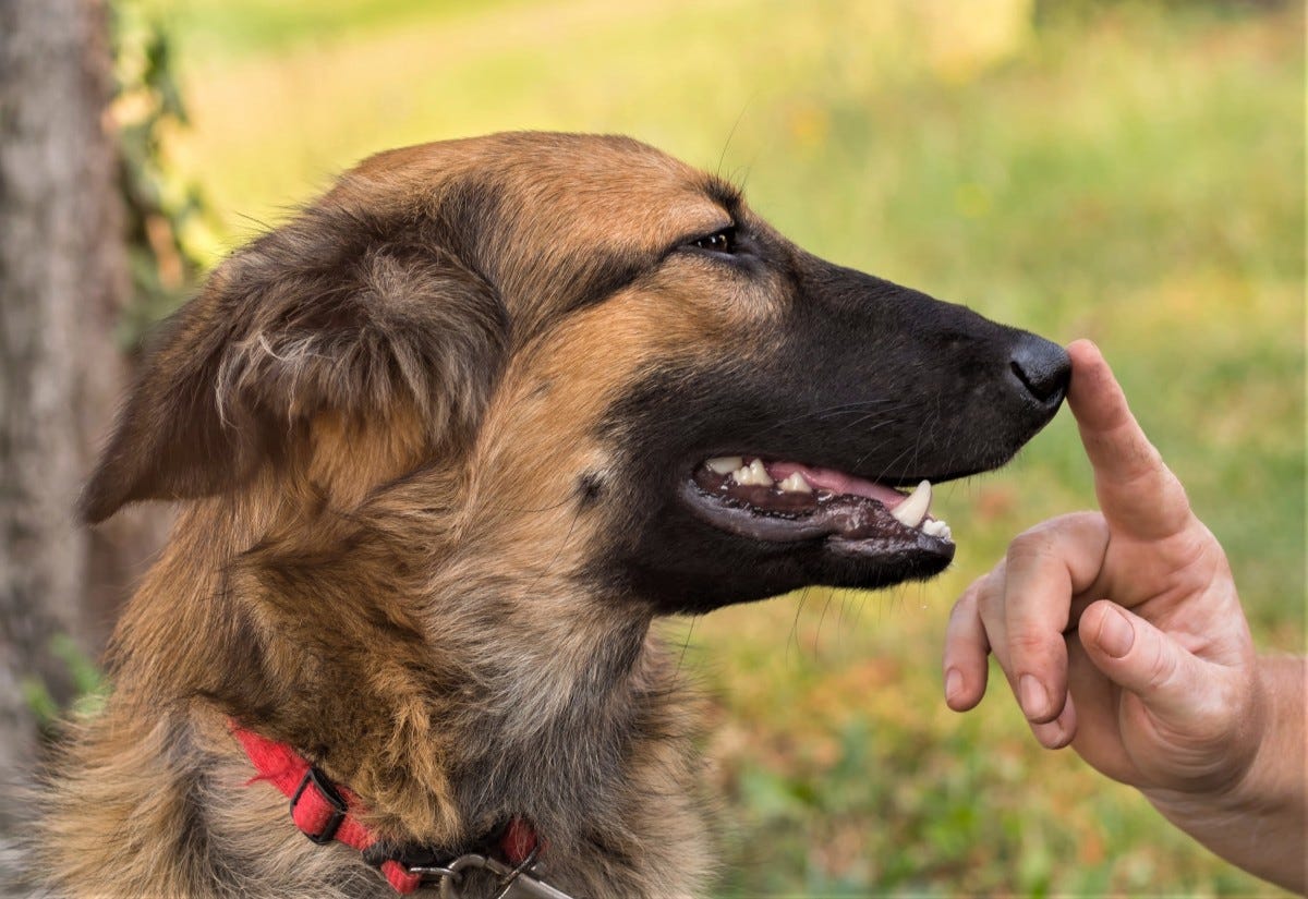 How To Stop Your Dog Biting And Nipping
