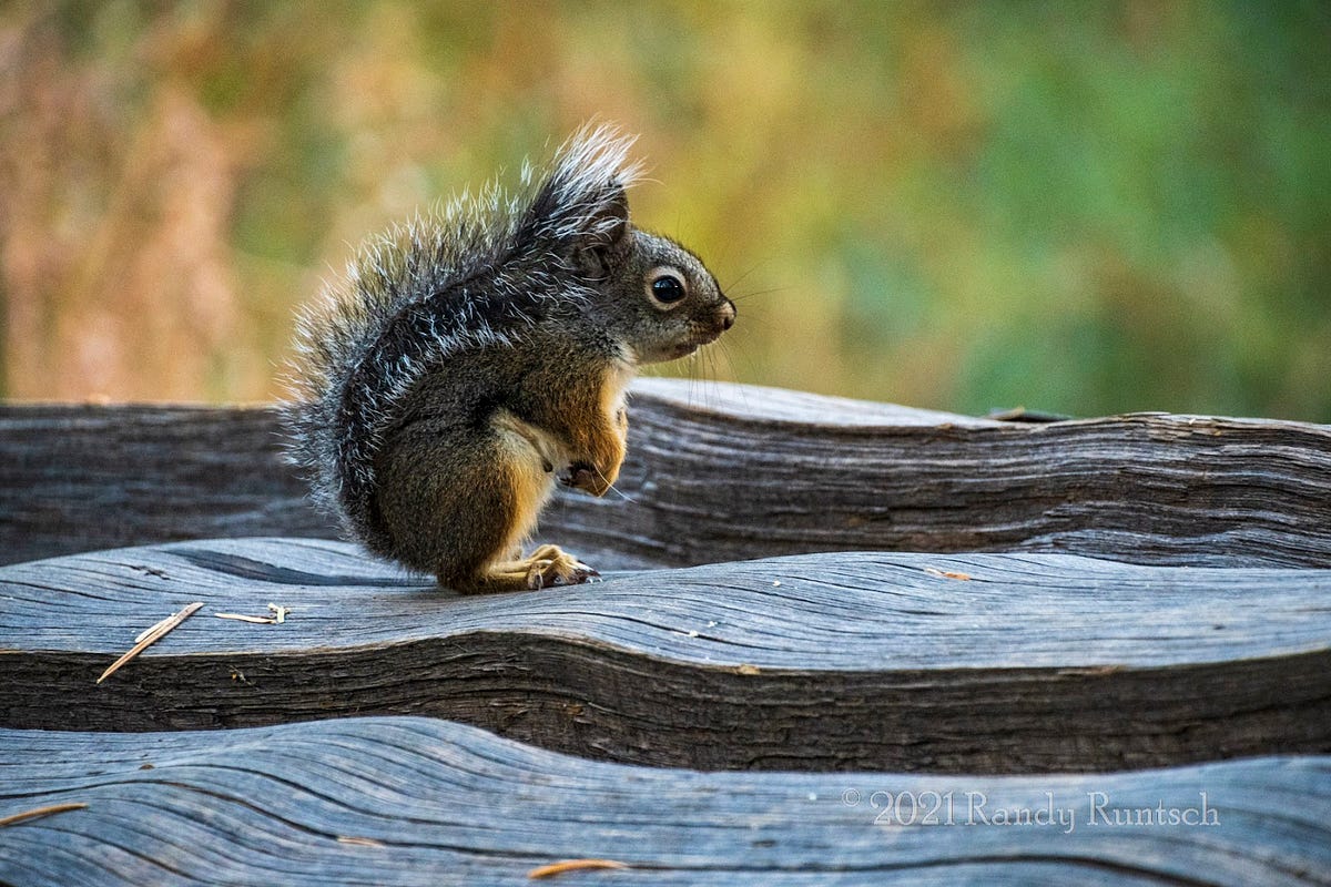 The Smiling Squirrels and Chipmunks of the American West by Randy