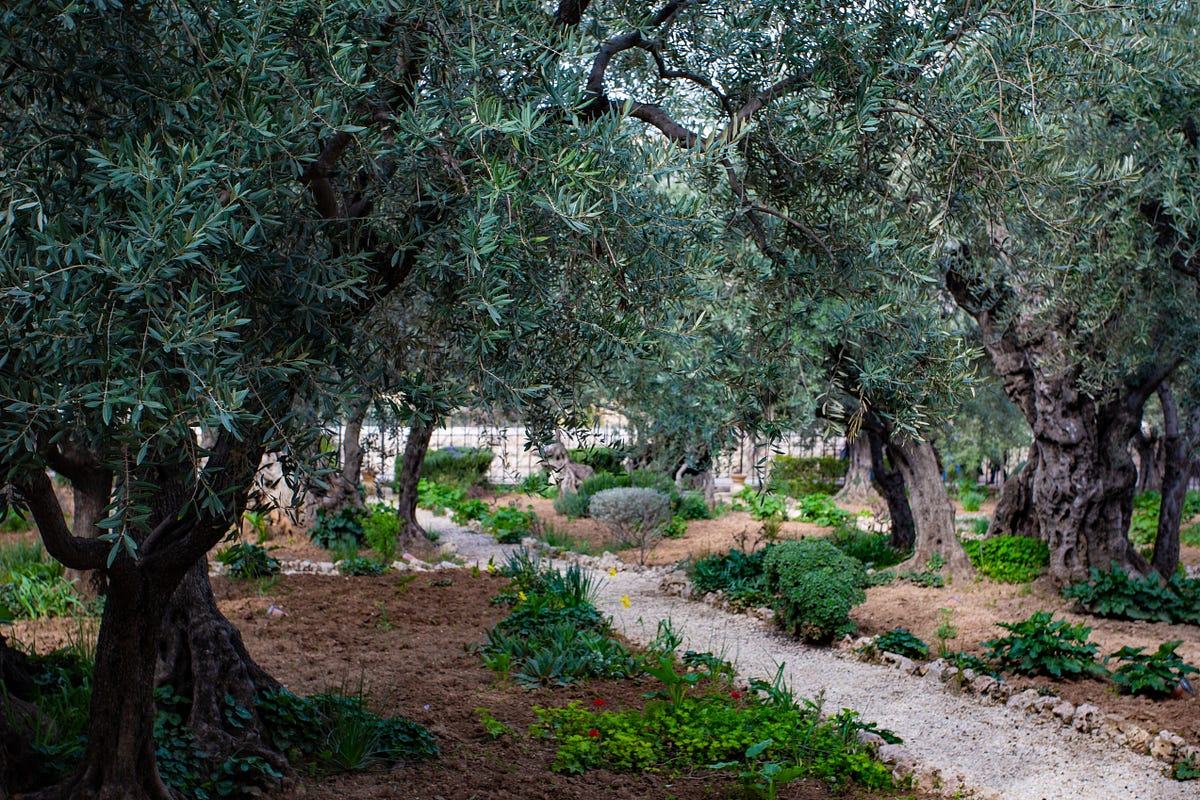 In The Garden Of Gethsemane Jesus Embraced Fear And Sadness