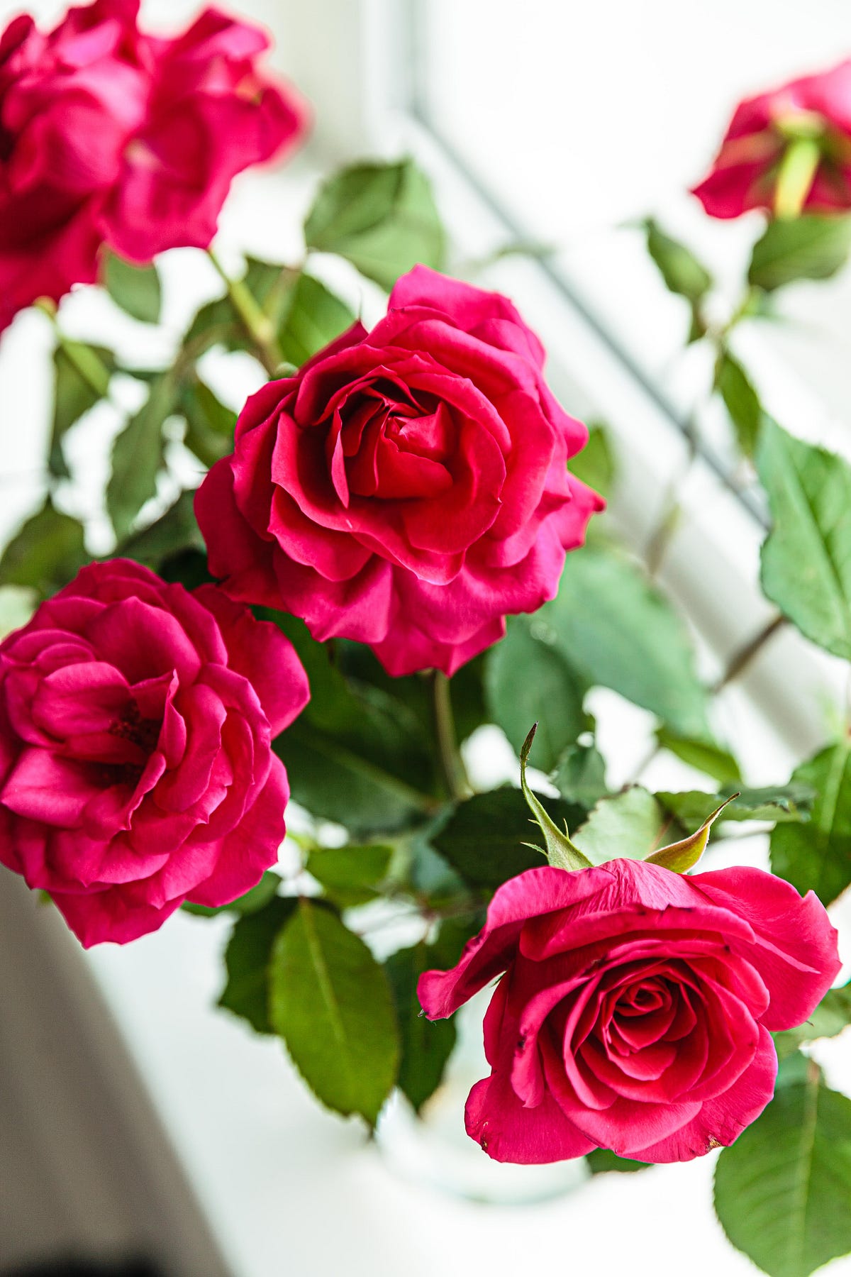 Roses for Mama. I heard it again and again and wish I… by Lisa Tomey
