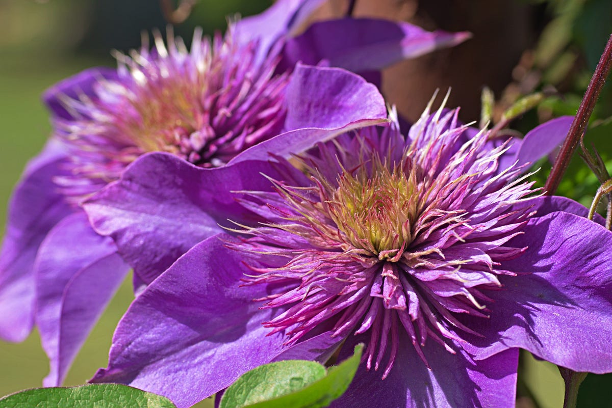 Pruning Clematis. To keep a clematis plant healthy… by Patsy Collins