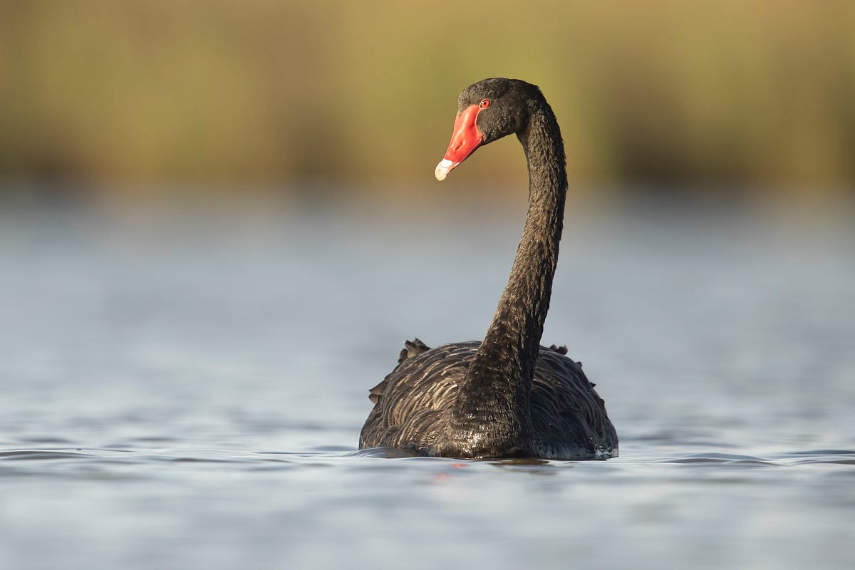 Perle Strædet thong Arashigaoka Summary and Critique of “The Black Swan” | by Mark Looi | Medium