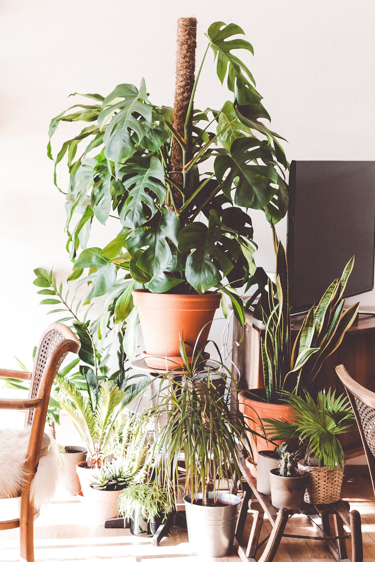 How a House Plant Can Help You Understand Sobriety | by Kelly Tompkins