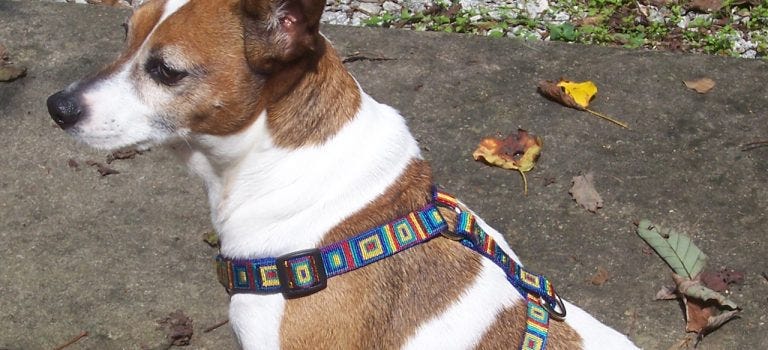jack russell harness