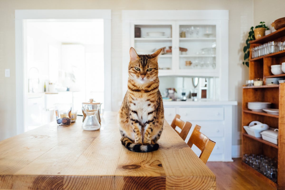 Your Cat Does Not Belong On The Dining Room Table | by Roz Warren | Medium