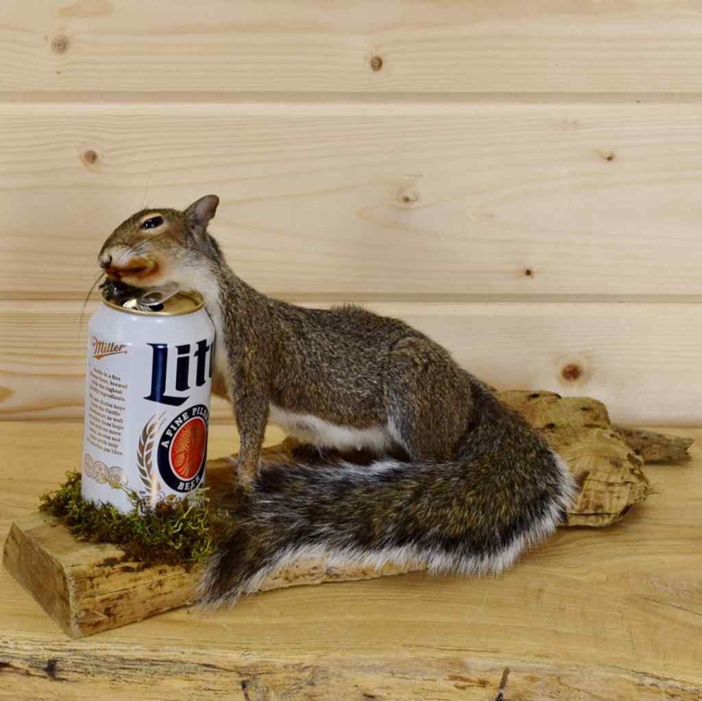 The Causes of Gentrification fat squirrel Medium