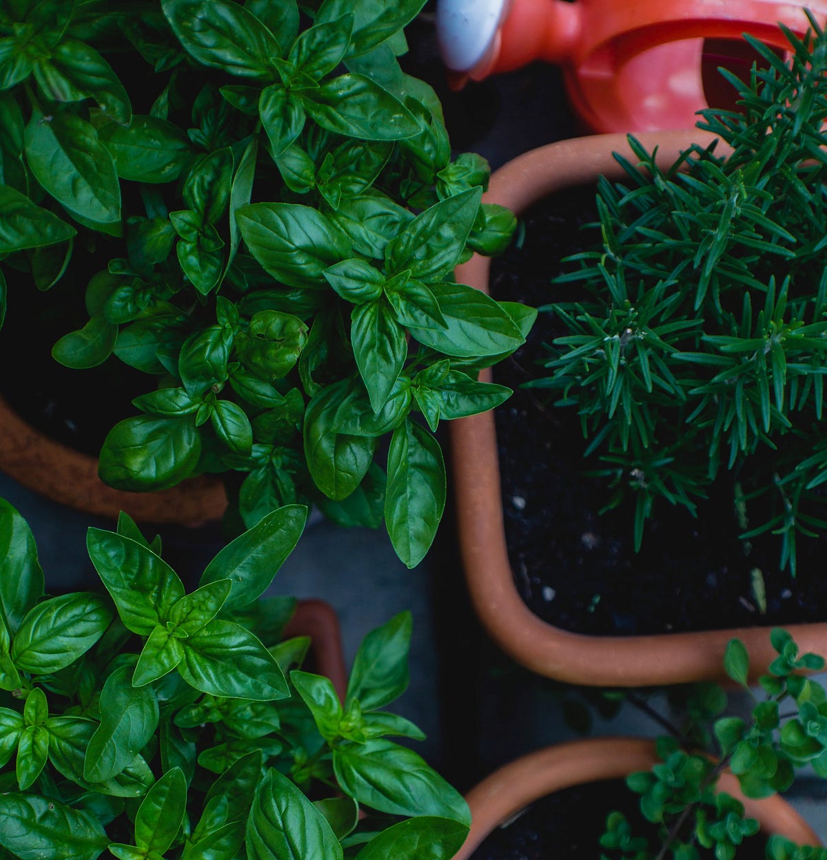 Balcony Gardening: Small & Simple Ideas for an Urban Garden  by
