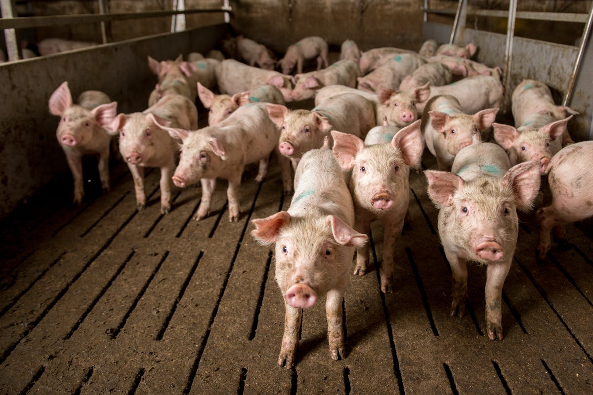 why can dogs not eat pork