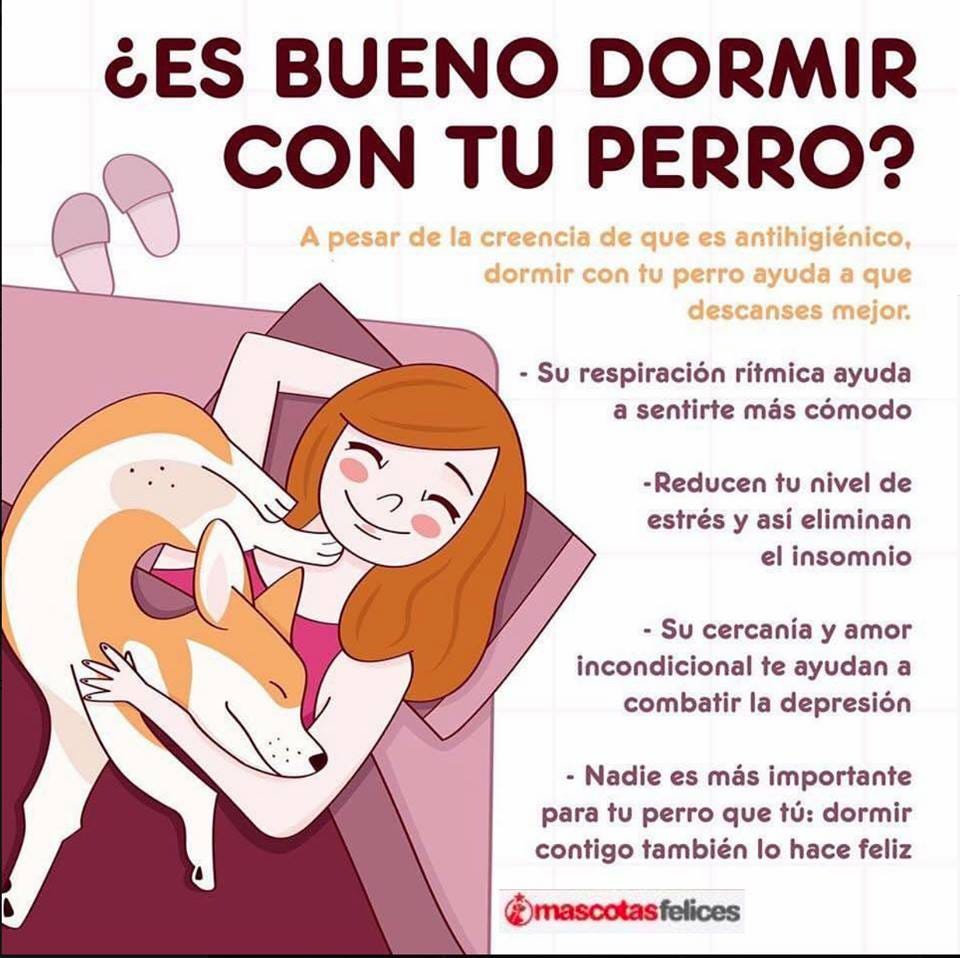Beneficios de dormir con tu perro. | by Karla Rguez | Medium