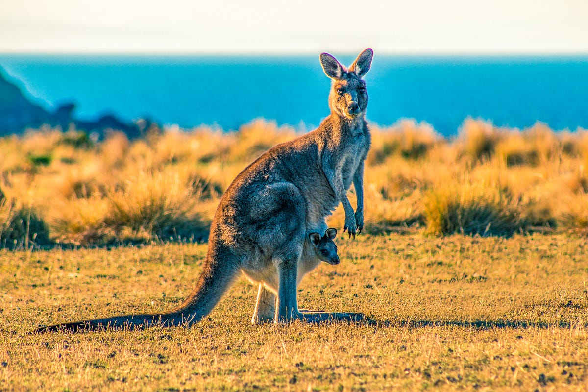 The Horrible Truth Behind Nike's Kangaroo Leather Shoes Revealed in a  Short, Eye-Opening Film | by Abena Talks | Black Vegan Strong | Medium