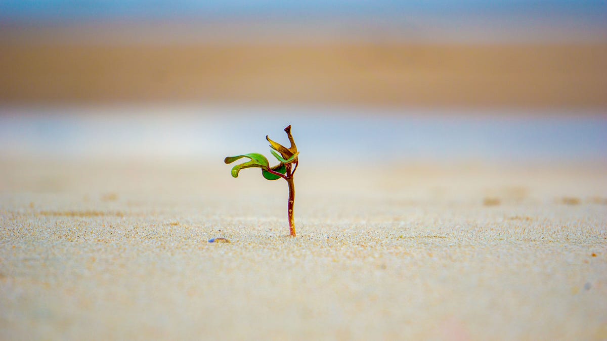 The True Meaning Of Bloom Where You Re Planted By Jonathan E The Startup Medium