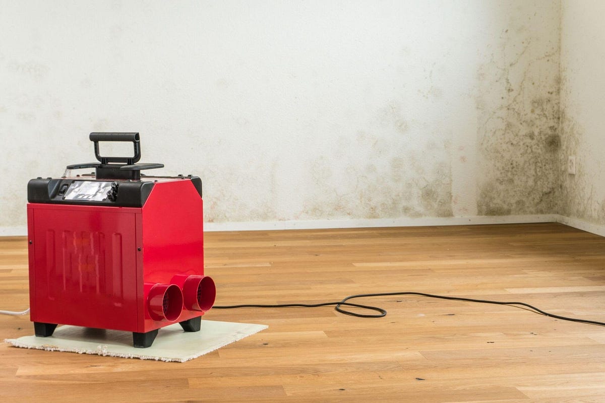 how-to-get-rid-of-mold-in-your-garage-by-shuvashis-das-medium