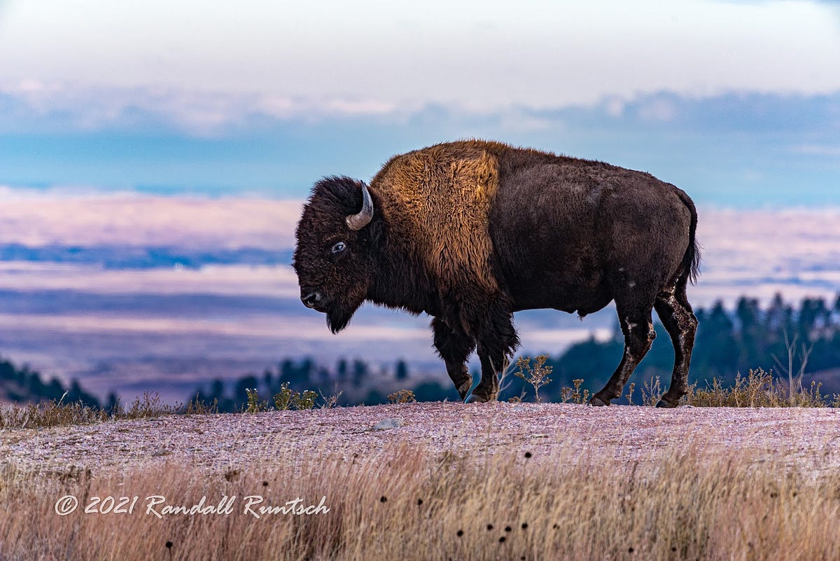 Discover The Bison Herds Of North America By Randy Runtsch 