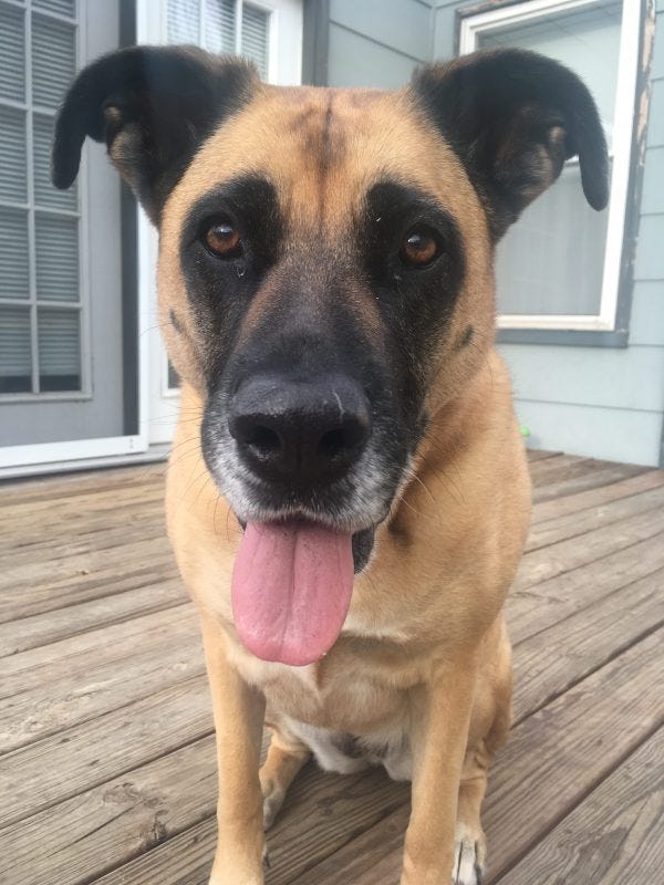 boxer with german shepherd