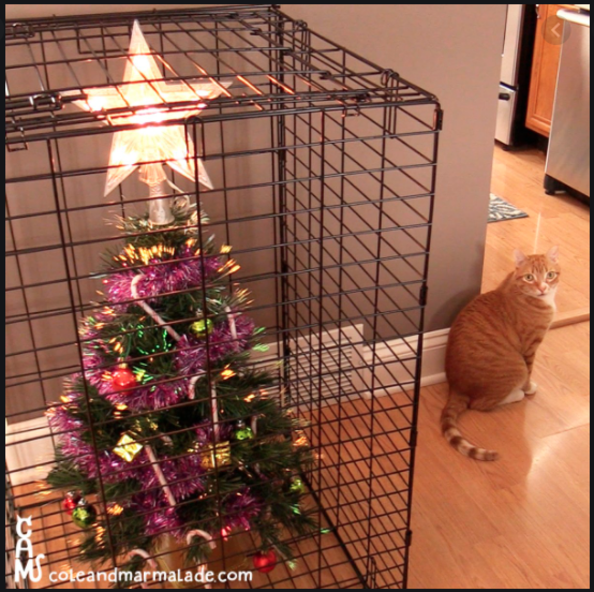 How to Keep a Cat out of Christmas Tree? by Better Pets Dec, 2022 Medium