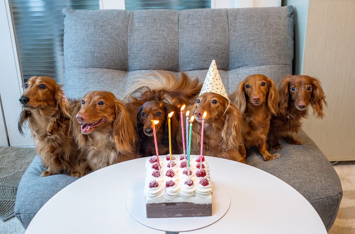 dachshund singing happy birthday