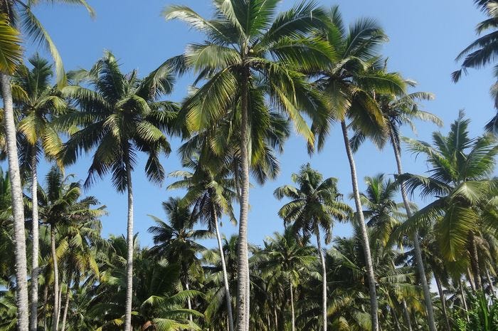 5500 Gambar Kolase Pohon Kelapa HD