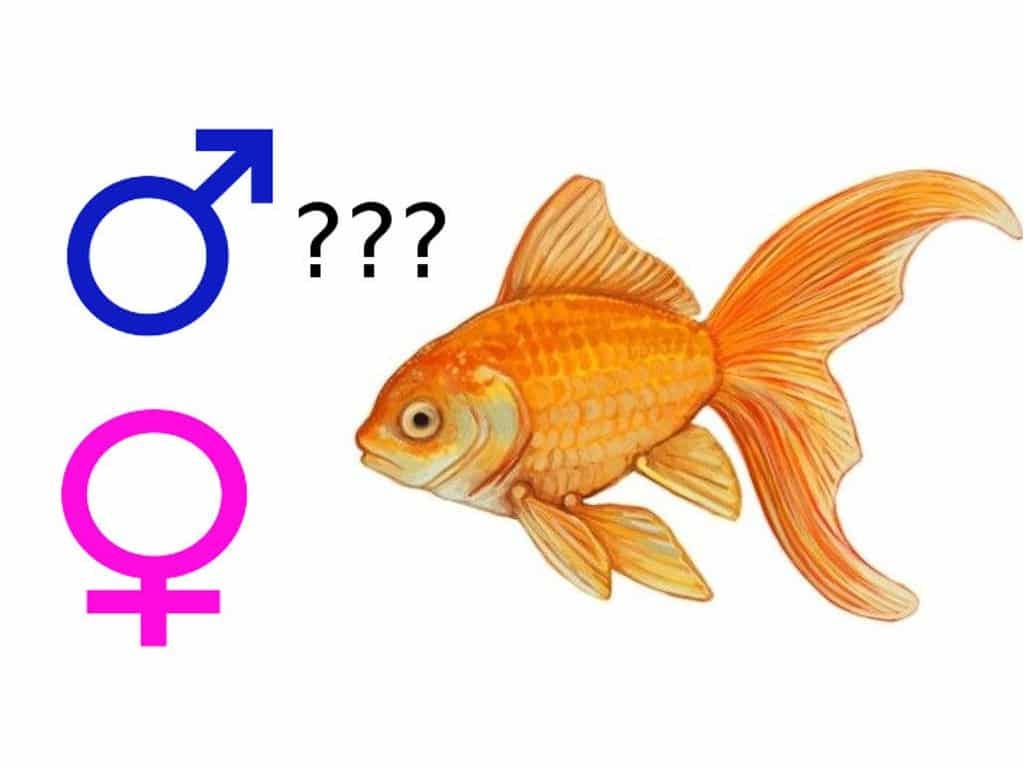 Difference Between Male And Female Goldfish