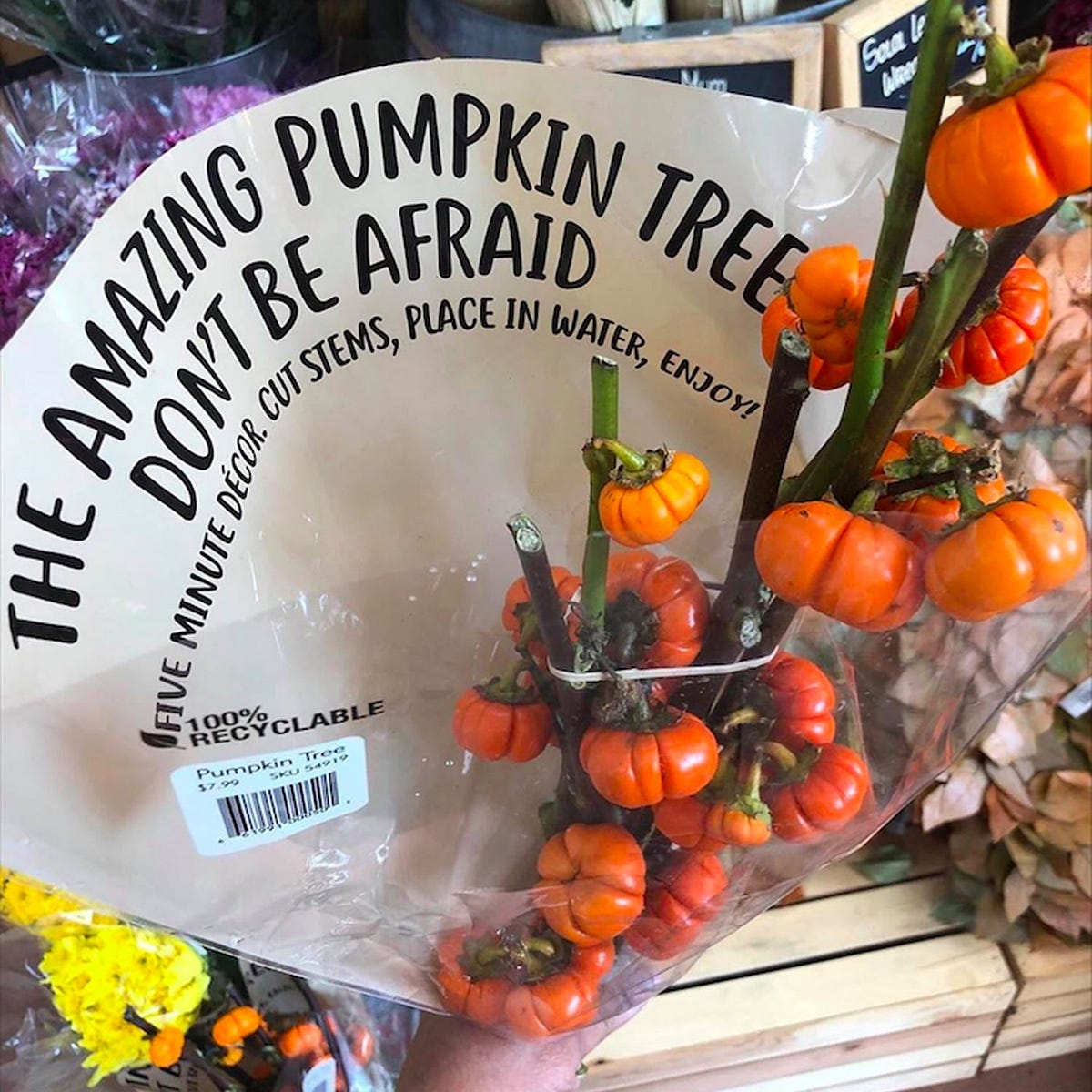 WHOLE FOODS & TRADER JOE FALL ITEMS MARKETING STRATEGY — with fall