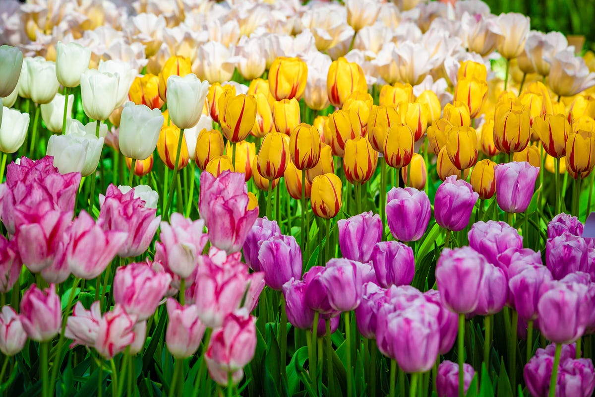 Top 12 Flower Gardening Tips You Should Know by Get Greenie Sep, 2022 Medium