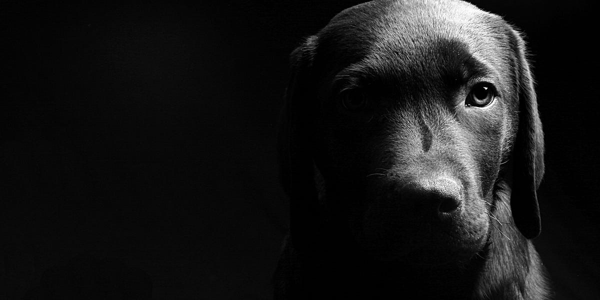 big fat black dog