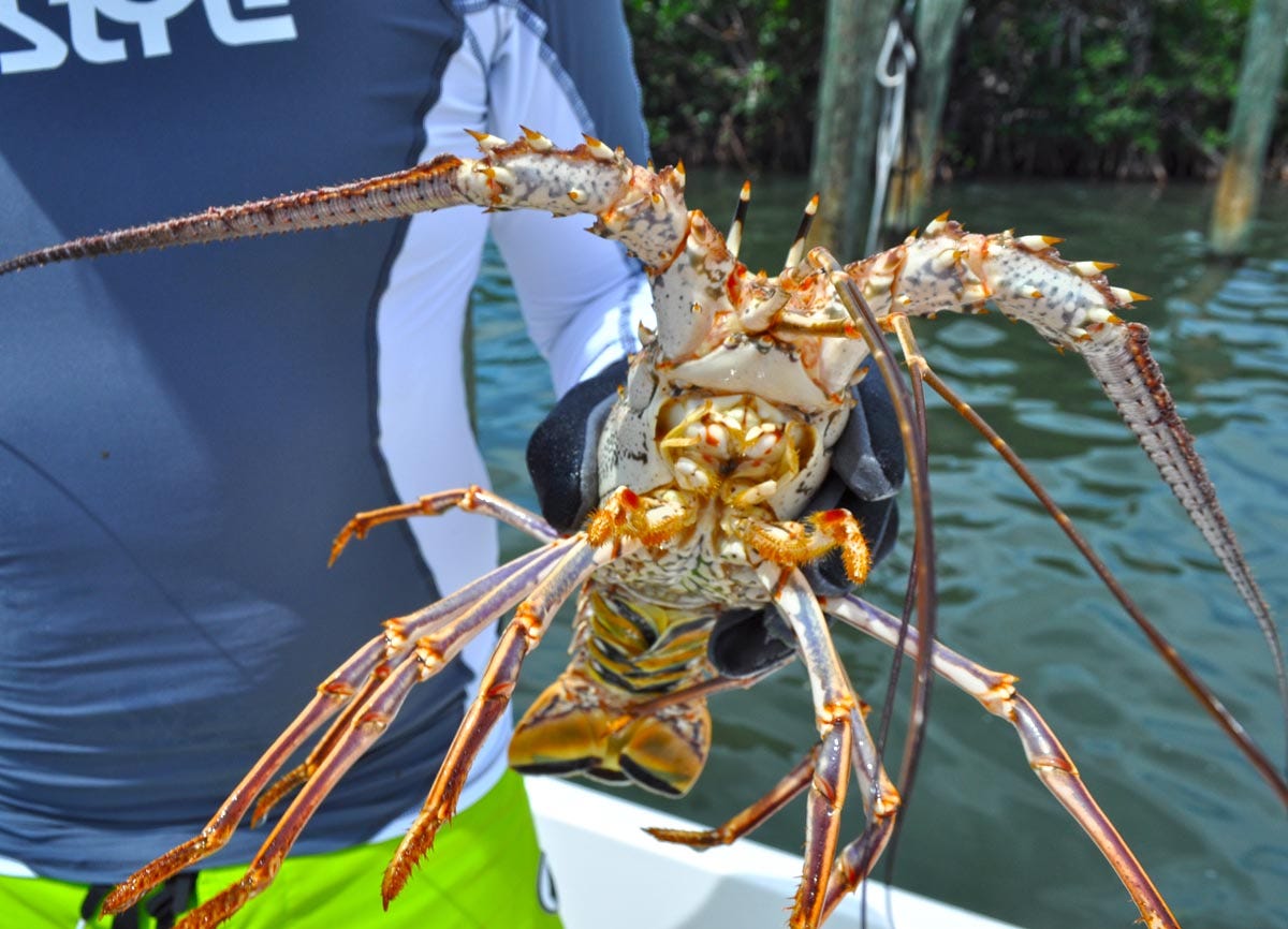 The Florida Lobster. We as Americans have a strange… by Eric Bonneman