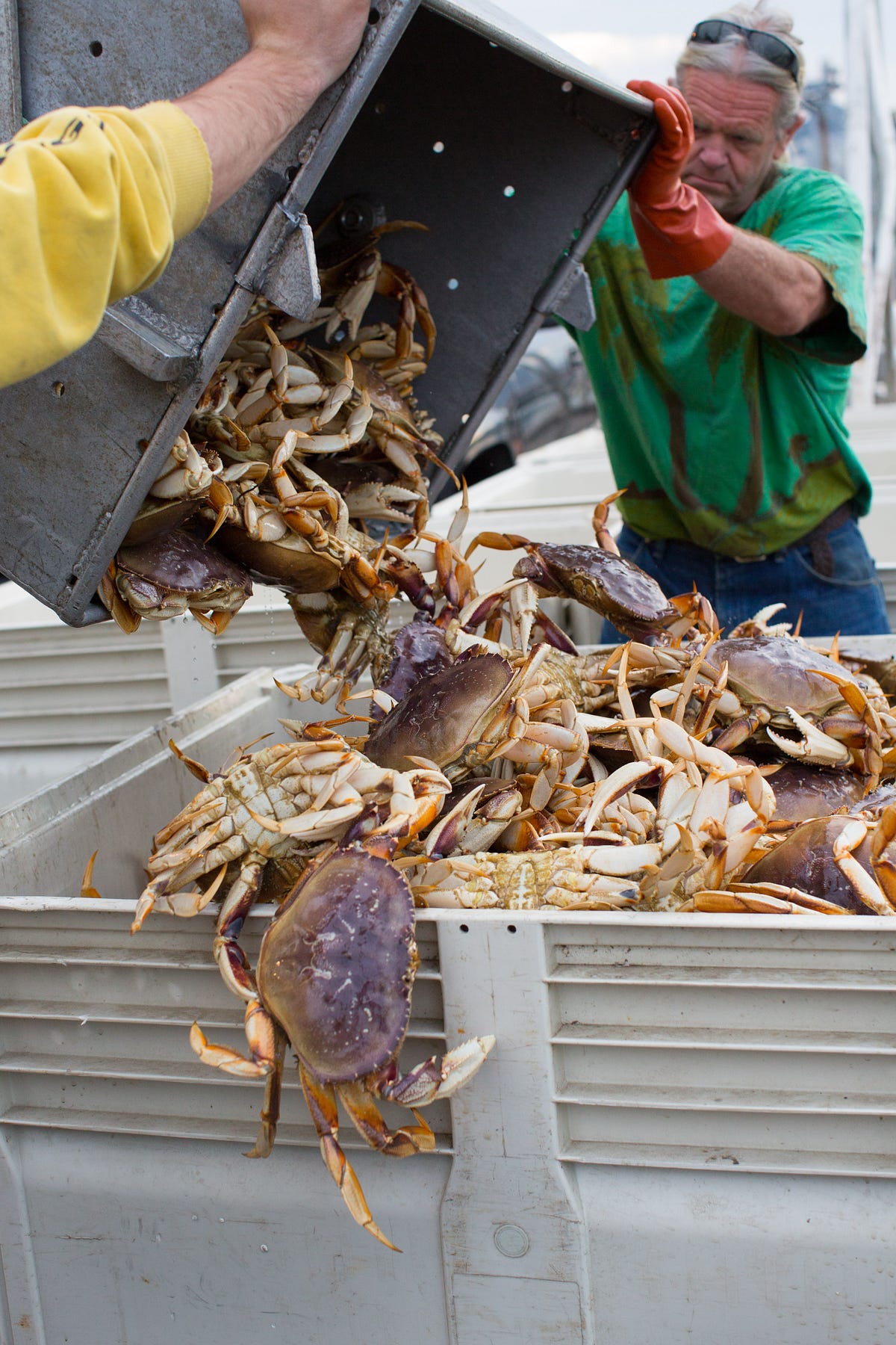 Tips To Remember For Crab Season. Crab season is finally underway here