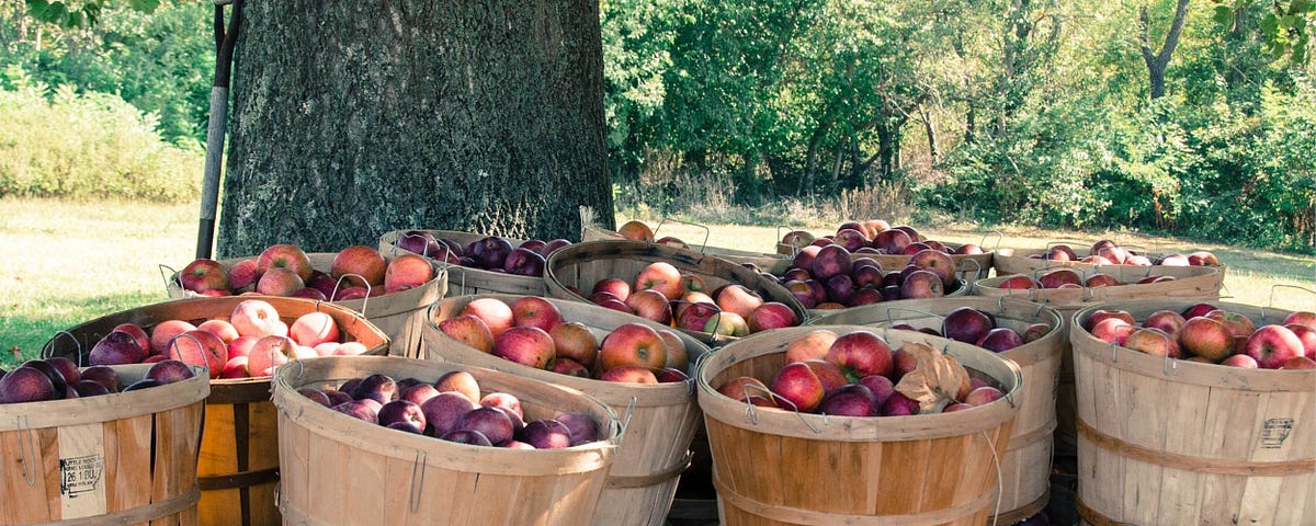 A Message From the Apple Growers Association of America on the Recent Spate of People Choked by Apples