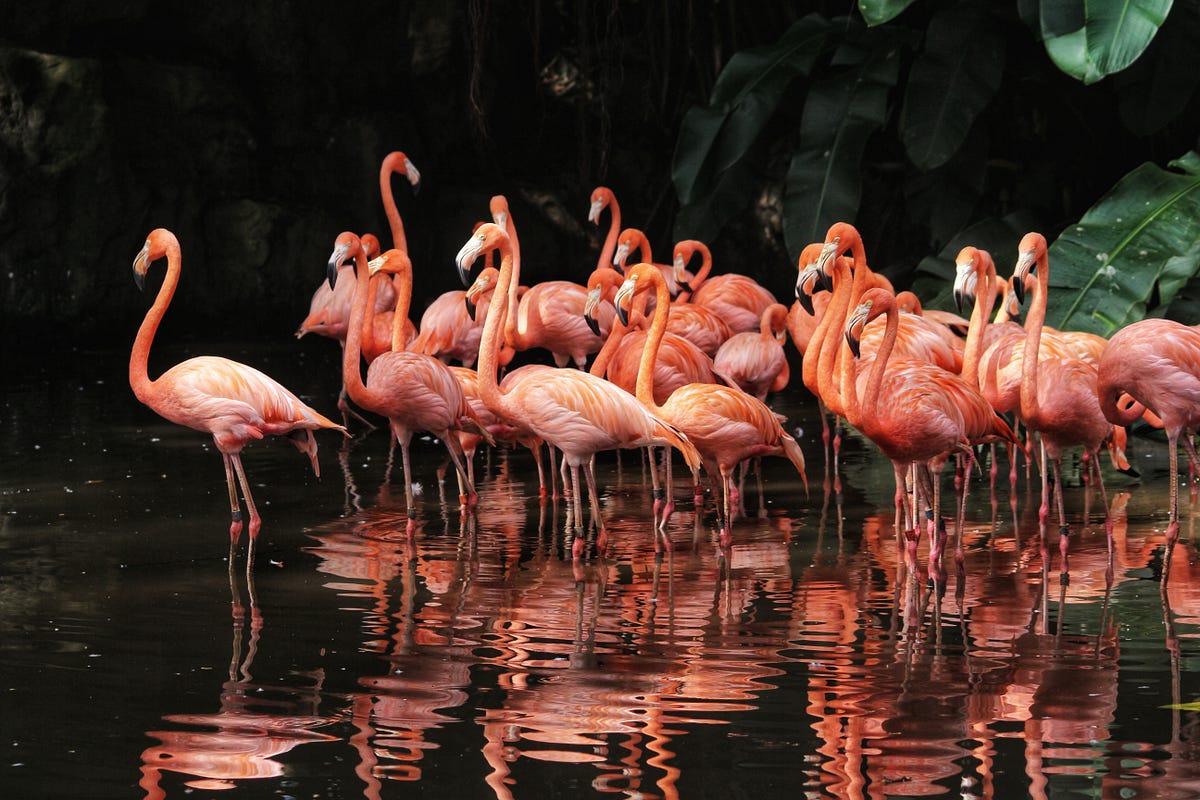 End to End Data Science Life cycle using Python Streamlit Library | by ...