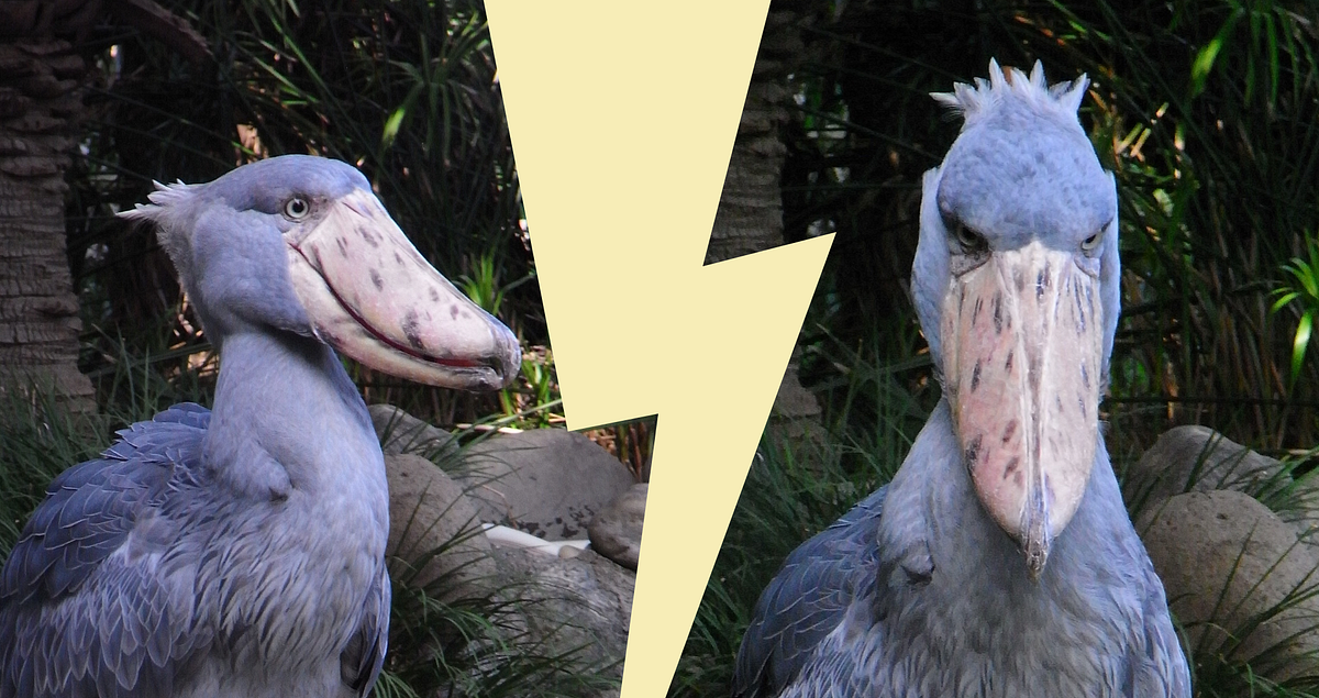 Dorky Muppet Bird or ModernDay Dinosaur? You decide. by Leyla