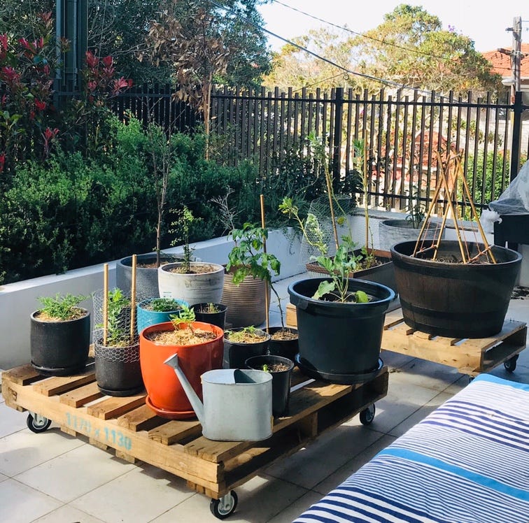 Ten Tips For Aspiring Urban Edible Gardeners Talia