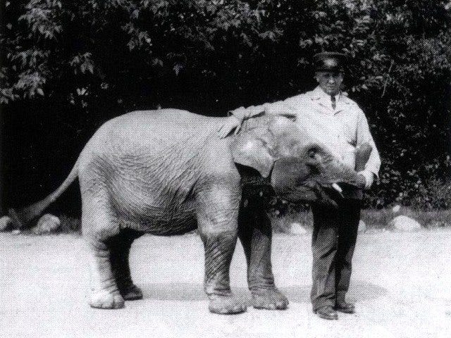 Magician S Disappearing Elephant Shrouded In Mystery By Jeff Rankin Medium