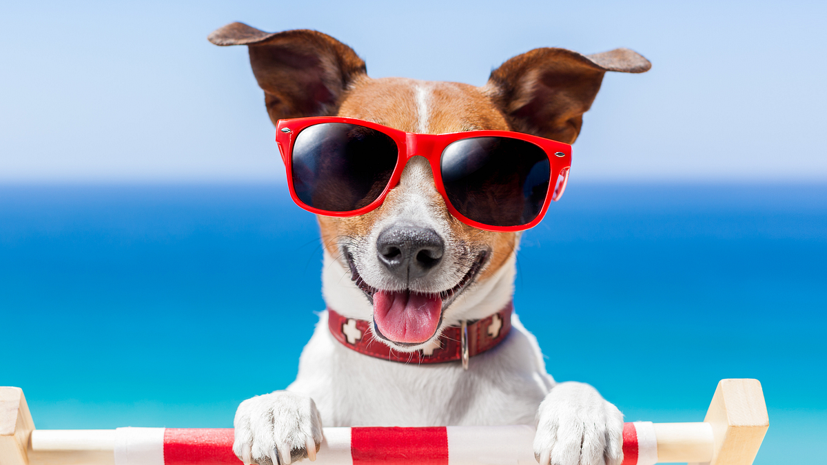 make-200-a-day-with-a-dog-airbnb-by-onyx-easy-entrepreneur-aug