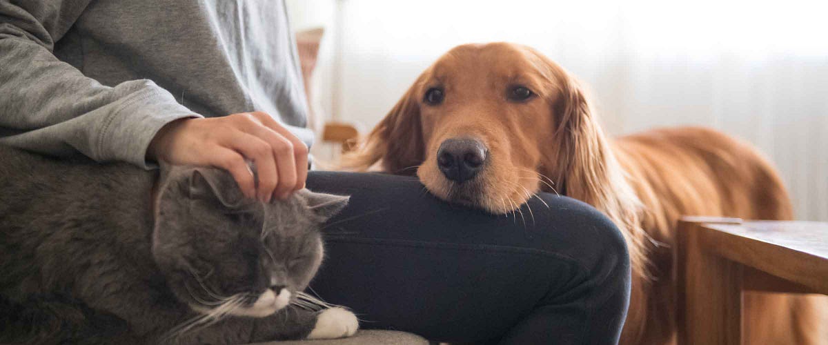 Are Data Scientists More Like Cats … or Dogs?
