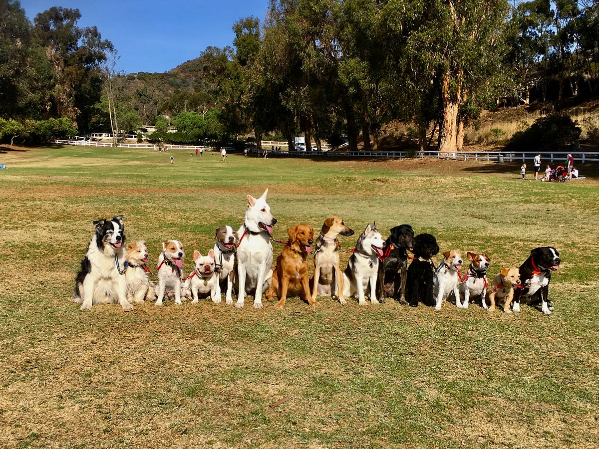 Top Dog Best In Show Lessons In Propriety By Mary Louisa Cappelli