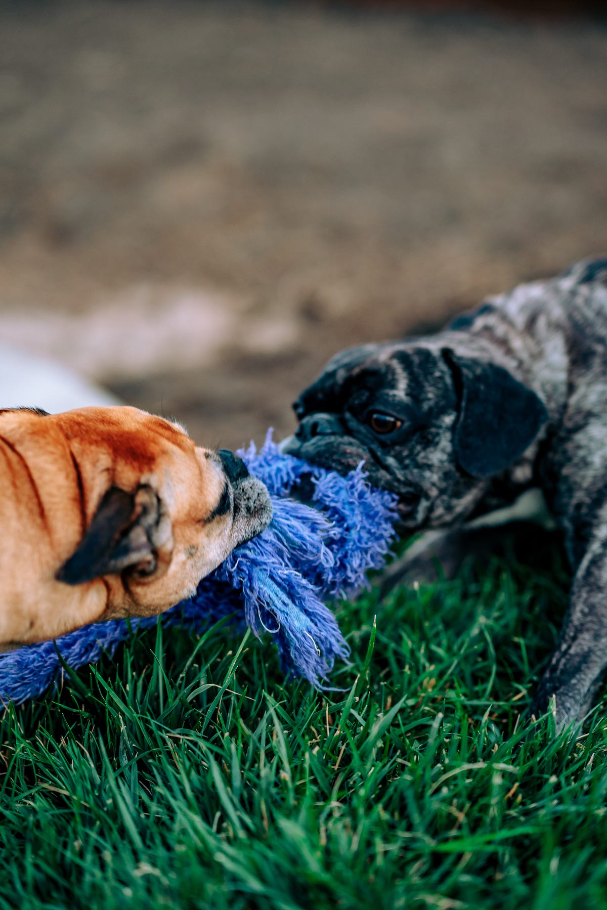 Tug Of War When Games Get Out Of Hand By Kim Mckinney Illumination Curated Medium Tug Of War When Games Get Out Of Hand By Kim Mckinney Illumination Curated Medium