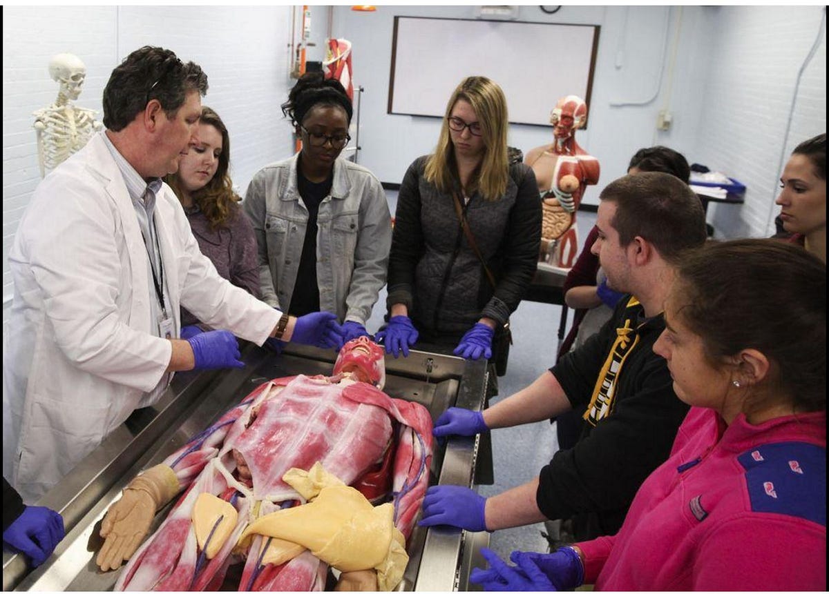 SynDaver The New Cadaver. Learning human anatomy from inflexible… by