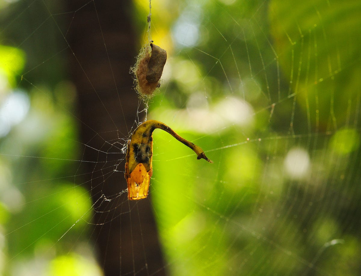 Arachnews March 16 2020 The Week In Arachnid Art News Events By Neville Park Arachnofiles Medium