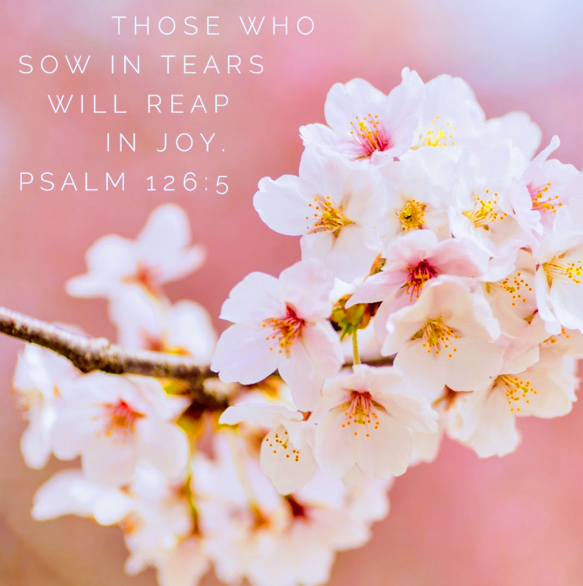 they that sow in tears shall reap in joy. - psalm 126:5