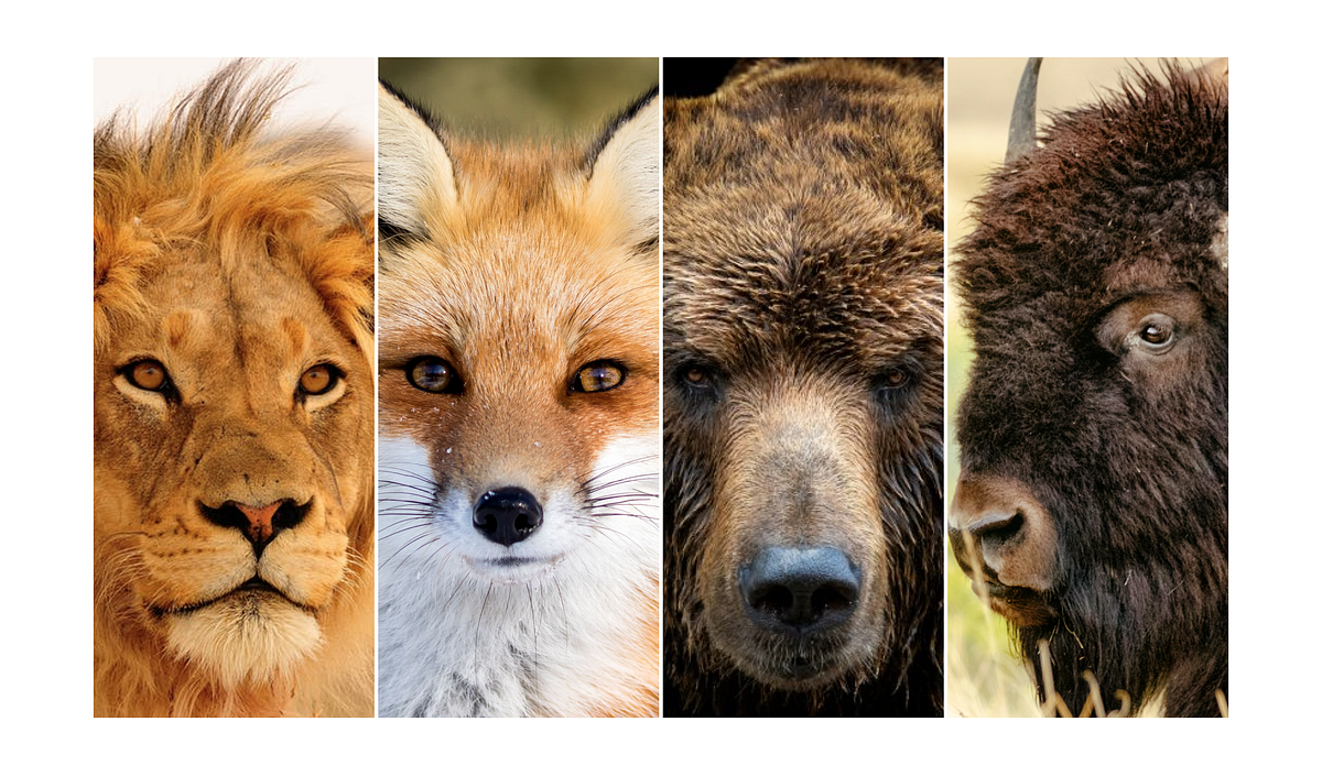 Answering Interview Questions What Animal Would You Be & Why? by