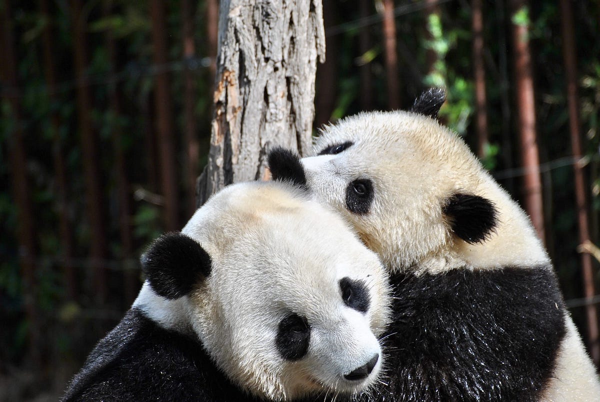 Master Pandas’ Groupby for Efficient Data Summarizing And Analysis